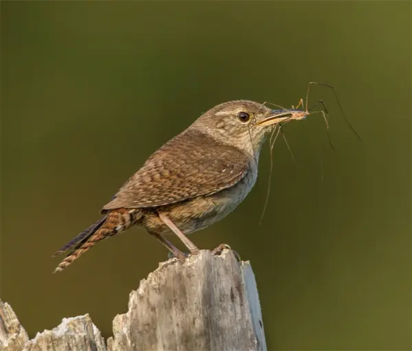 715038308423 UPC - Go Green Wren House Green 8 In UPC Lookup - Foto 5