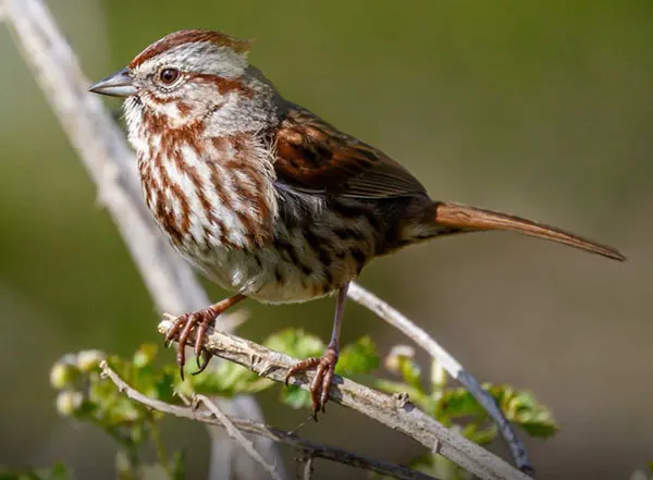 Art Lander's Outdoors: The song sparrow is most common in central