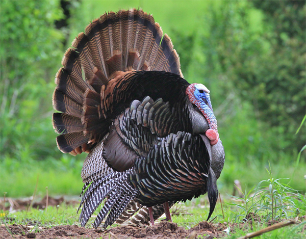 ALO_Strutting-Gobblers-