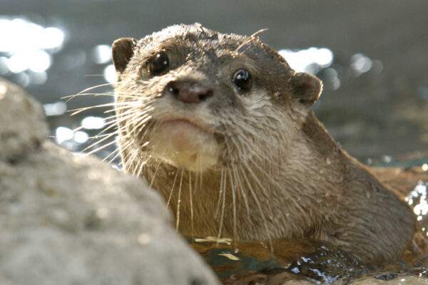 Rare otters and lizards highlight Newport Aquarium’s new Canyon Falls exhibit; opens Saturday