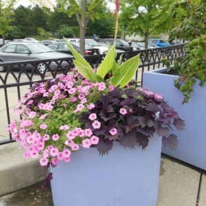 Photos provided from last year's planting competition.