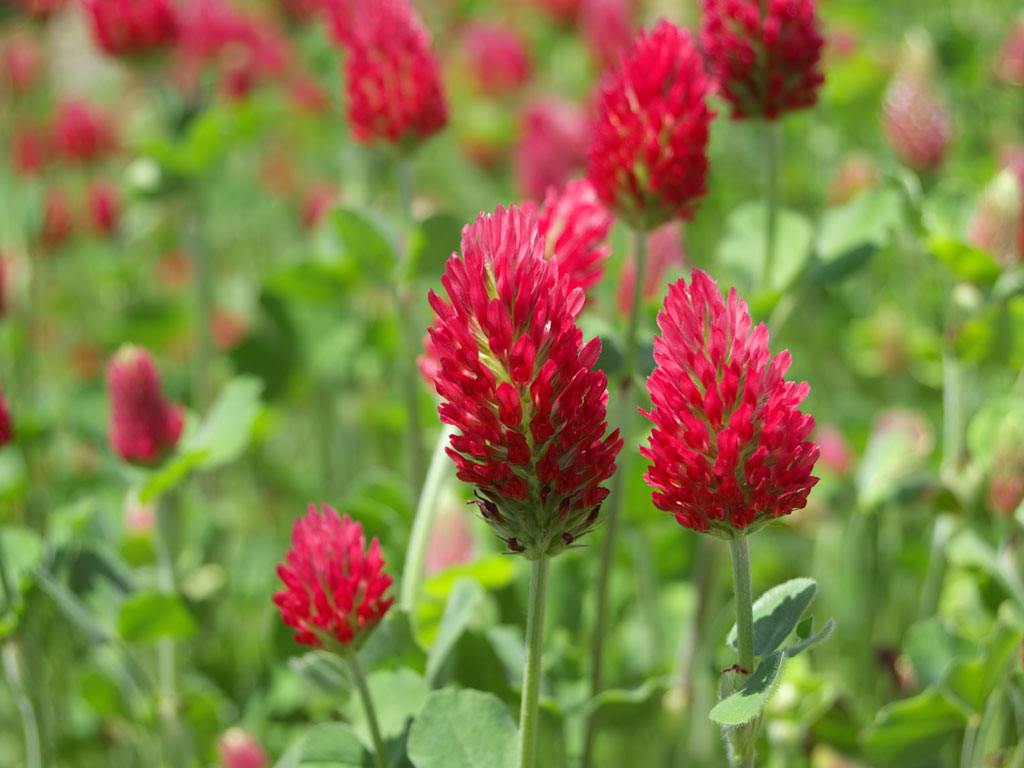 Crimson Clover.