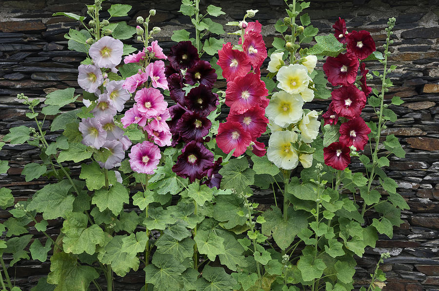 Hollyhocks