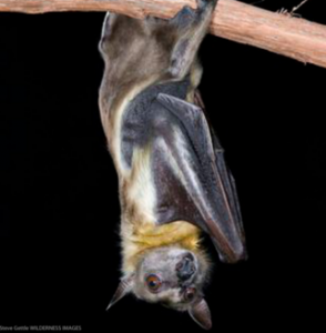 Halloween presents an opportunity to say bats are terribly misunderstood — here’s why