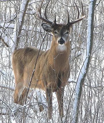 Art Lander’s Outdoors: White-tailed deer population flourishes today as a relic of Kentucky’s pioneer past