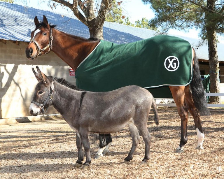 Fergie the Donkey gaining celebrity status as barn companion to ...
