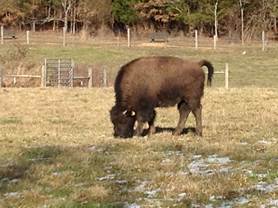 bison
