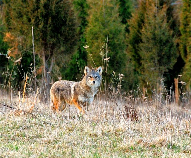 Coyote in South Campbell County (Photo by Mike Hollan)