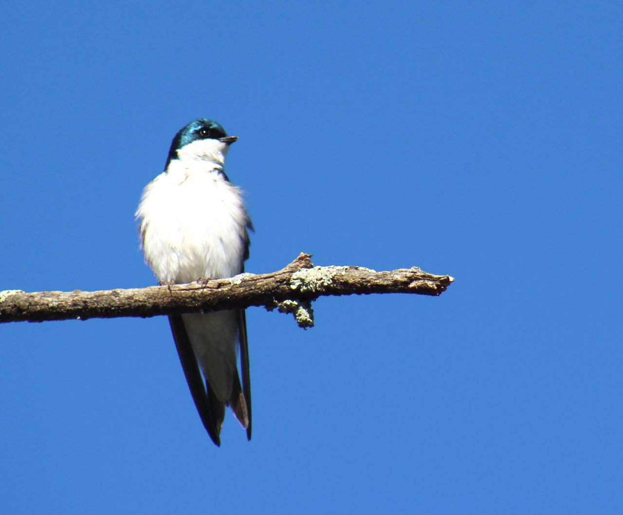 The Tree Swallow is (Photo by Kimmy Birrer