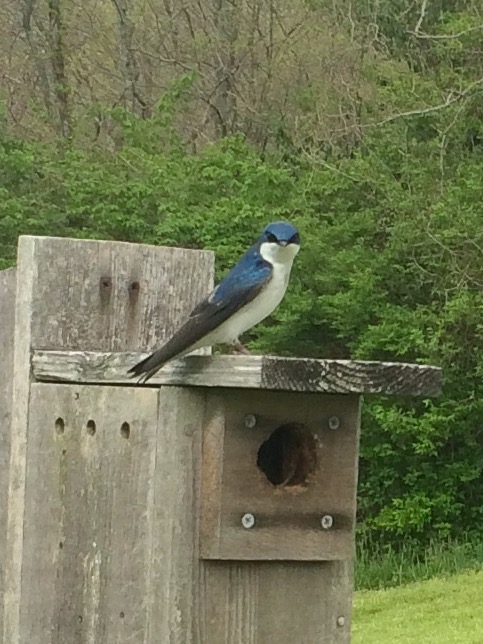 The Tree Swallow is a social bird. (Photo by Kimmy Birrer)