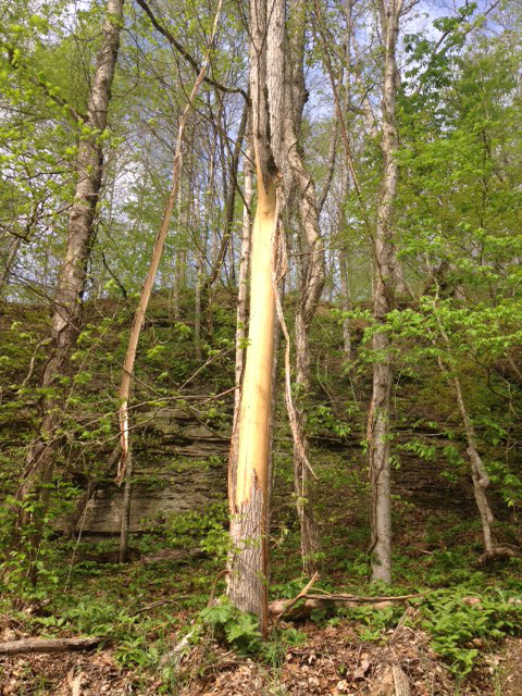 Elm trees such as this one along the right of way of KY 52 in Breathitt and Lee counties have had the bark stripped from them. This act is illegal and will cause the trees to die, requiring state forces to cut the trees before they become a hazard to passing motorists (Photo Provided)