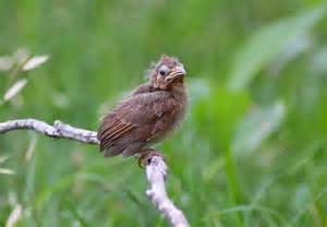 Gayle Pille: Please stop kidnapping those baby birds; leave them be — they are trying to grow up