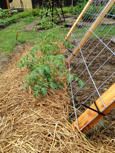 Telepathic tomatoes leaning in