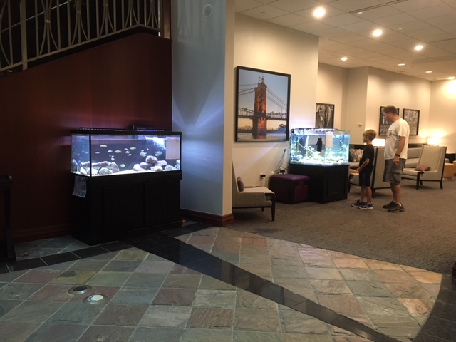 American Cichlid Assn Convention IMG_5180