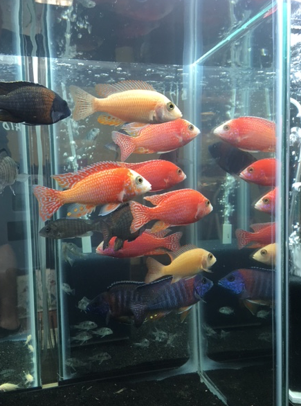 fish2