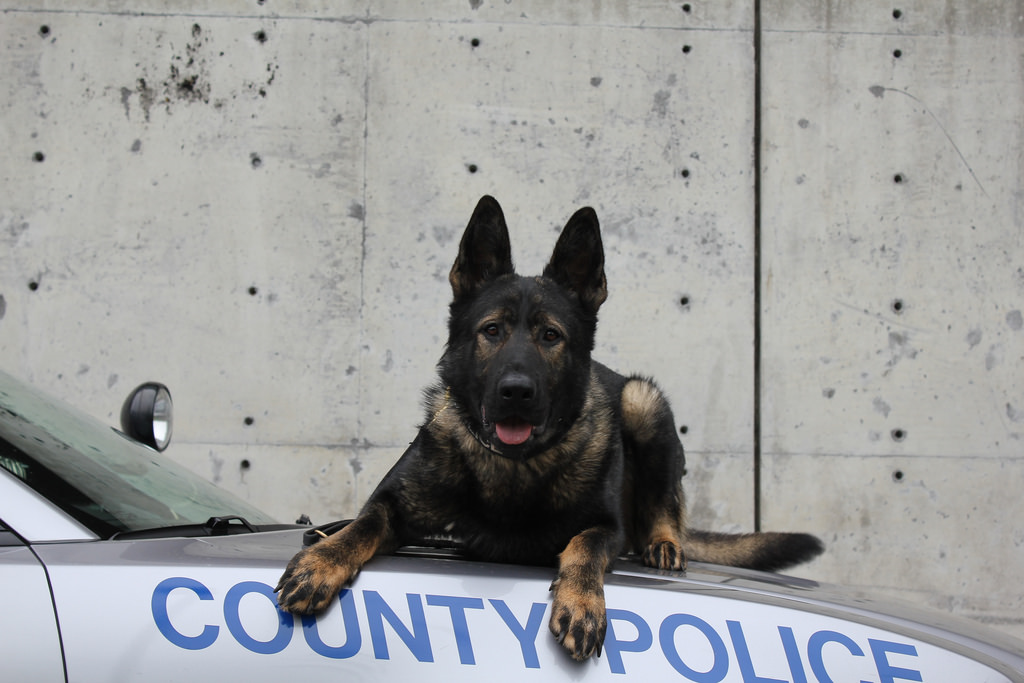 K9 Loki of Kenton County Police Department, an accomplished patrol dog, to receive a protective vest
