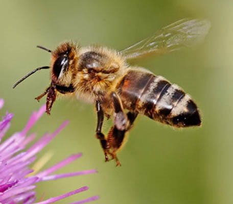 Bee Buzz: Interesting things to know about bees during National Honey Bee Month