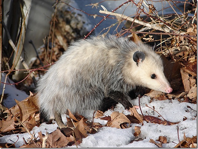 virginia-opossum-2-by-deb-kees