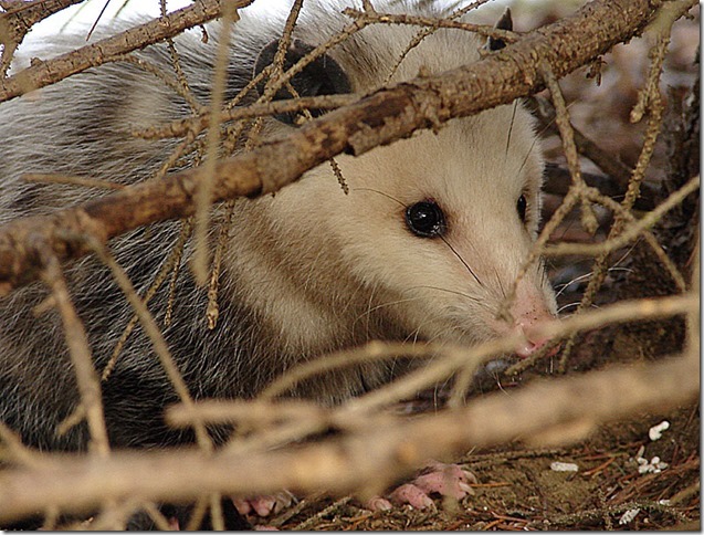 Gayle Pille: Virginia Opossum — a ‘living fossil’ is our only marsupial; ‘put out more birdseed’