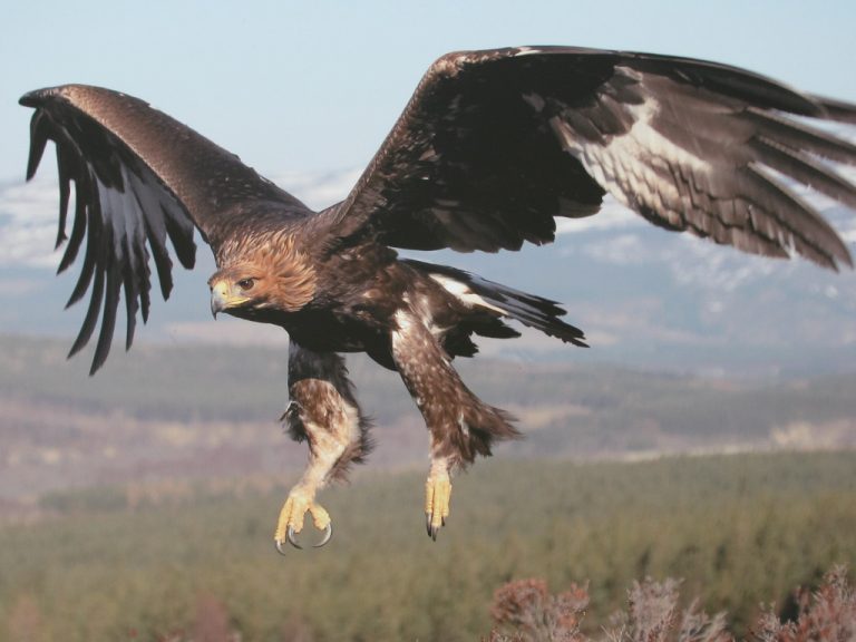Art Lander's Outdoors Golden eagles are winter visitors, a rare sight