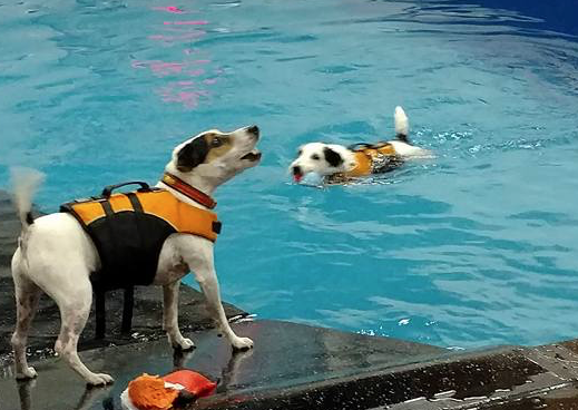 Looking for perfect ‘best friend’ gift? New Doggie Paddles may have just what you’re looking for