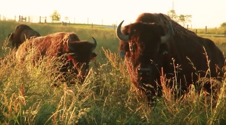 Bluegrass & Backroads: Get a better look at history with a visit to the Kentucky Bison Company