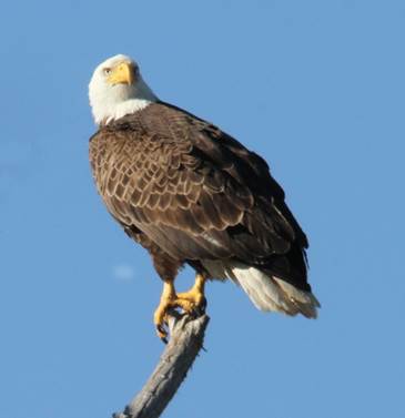 For four decades, the Kentucky State Parks have offered Eagle Watch Weekends, a chance to view the eagles from land and water and learn about the national symbol and other wildlife (Photo Provided)