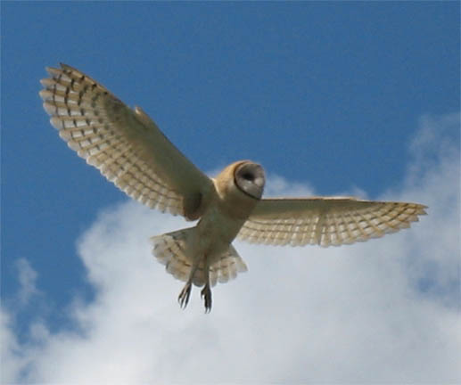 Art Lander’s Outdoors: Barn owl rare species in Commonwealth; inventory finds increase in nesting