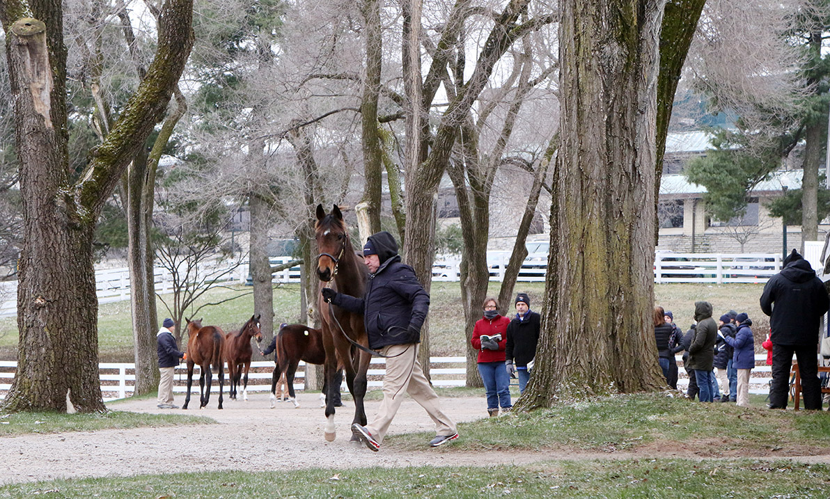 The catalog includes 726 broodmares, 147 broodmare prospects, 732 yearlings, 280 horses of racing age and seven stallions and stallion prospects (Keeneland Photo)