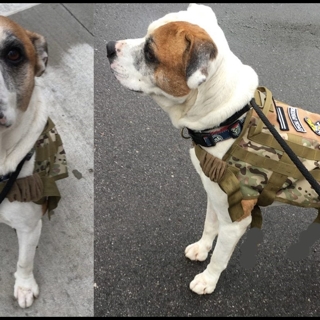 Mutts 4 the Military Veterans receive a fourlegged buddy and the dogs