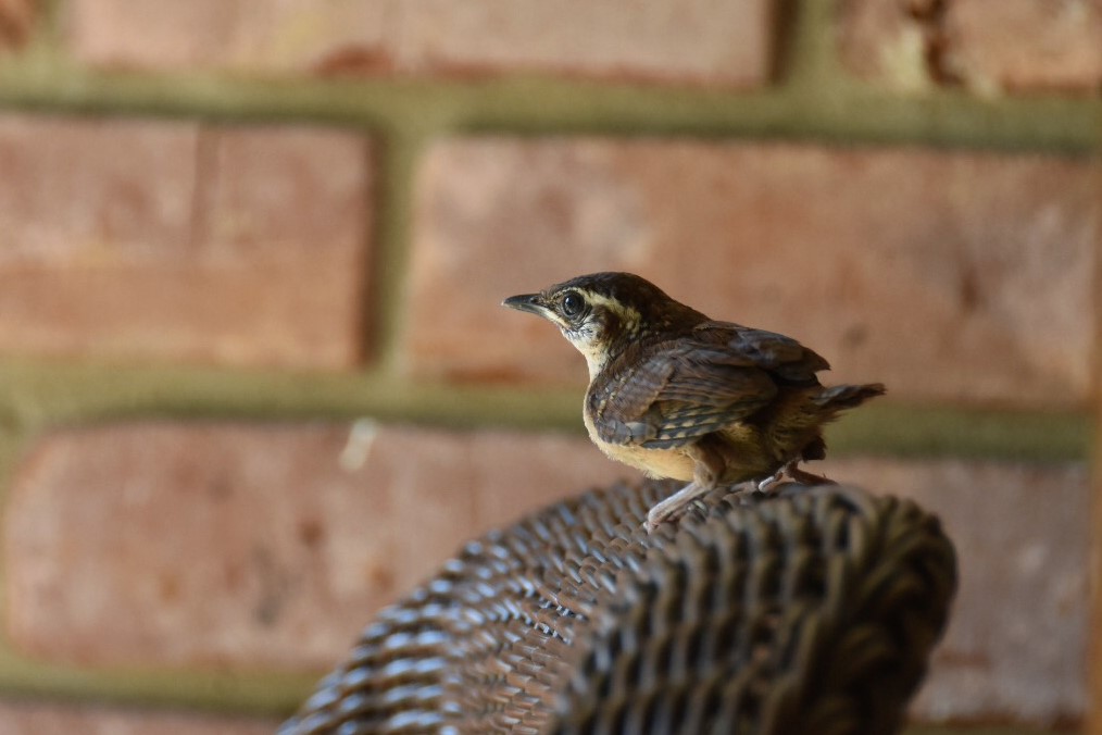 Gayle Pille: Good neighbors being good neighbors — also welcome the Carolina Wrens to mailboxes