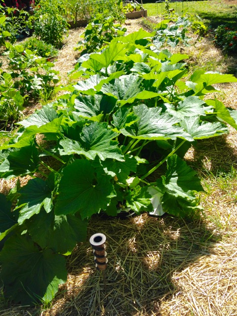 Intrepid Urban Farmer: Right at the beginning of the payoff, elated by the look of things (and anticipating)