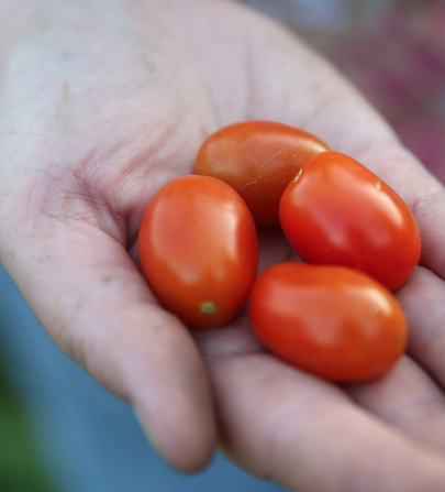 Community Health Status Survey: Only 2 in 10 adults eat recommended fruits and vegetables