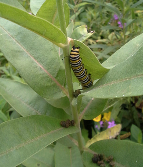 Sierra Club’s Goebel Park Butterfly Garden, a pollinator habitat, to be dedicated August 28