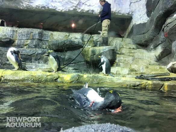 Newport Aquarium animal caretakers rally behind paralyzed penguin; she responds swimmingly