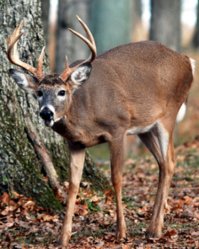 Deer hunters, check the updated version of the Kentucky Hunting and Fishing Guide for changes