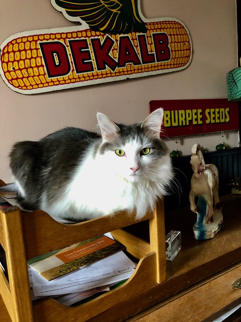 Intrepid Urban Farmer: Cat lover-gardener is a tough love mix; but (for now) Henry Clay can’t do zippers