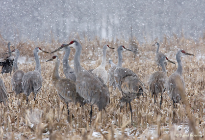 Don’t miss the Sandhill Cranes at Barren River Lake State Resort; join Nature Watch Weekend Jan. 23-27