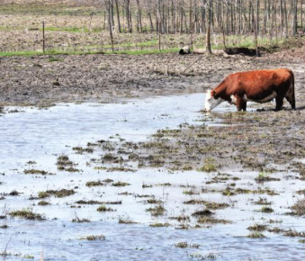 Kentucky’s cattle are taking a hit from the wettest year on record, show signs of stress
