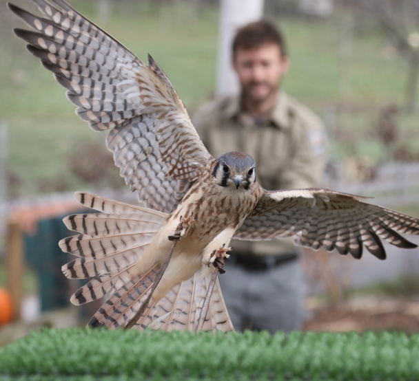 Salato Wildlife Education Center reopened, featuring updated exhibits and new bobcat enclosure