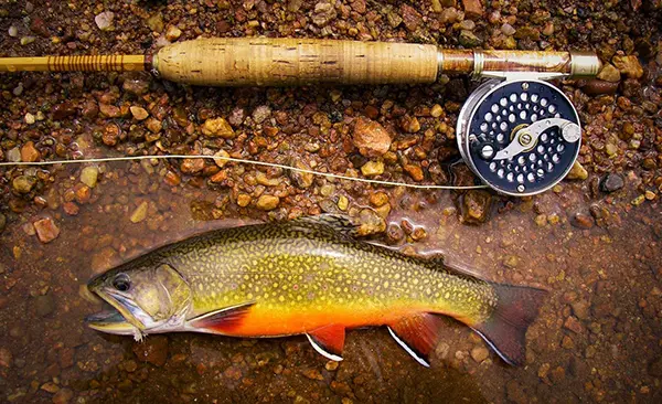 Art Lander's Outdoors: Cutthroat trout becomes fourth