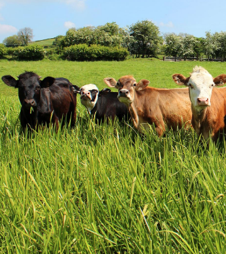 The Rural Blog: Eight reasons most livestock industries booming; new records for pork production