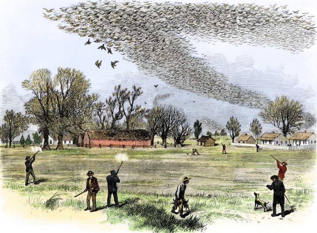 Our Rich History Passenger Pigeons were once a common sight, and food