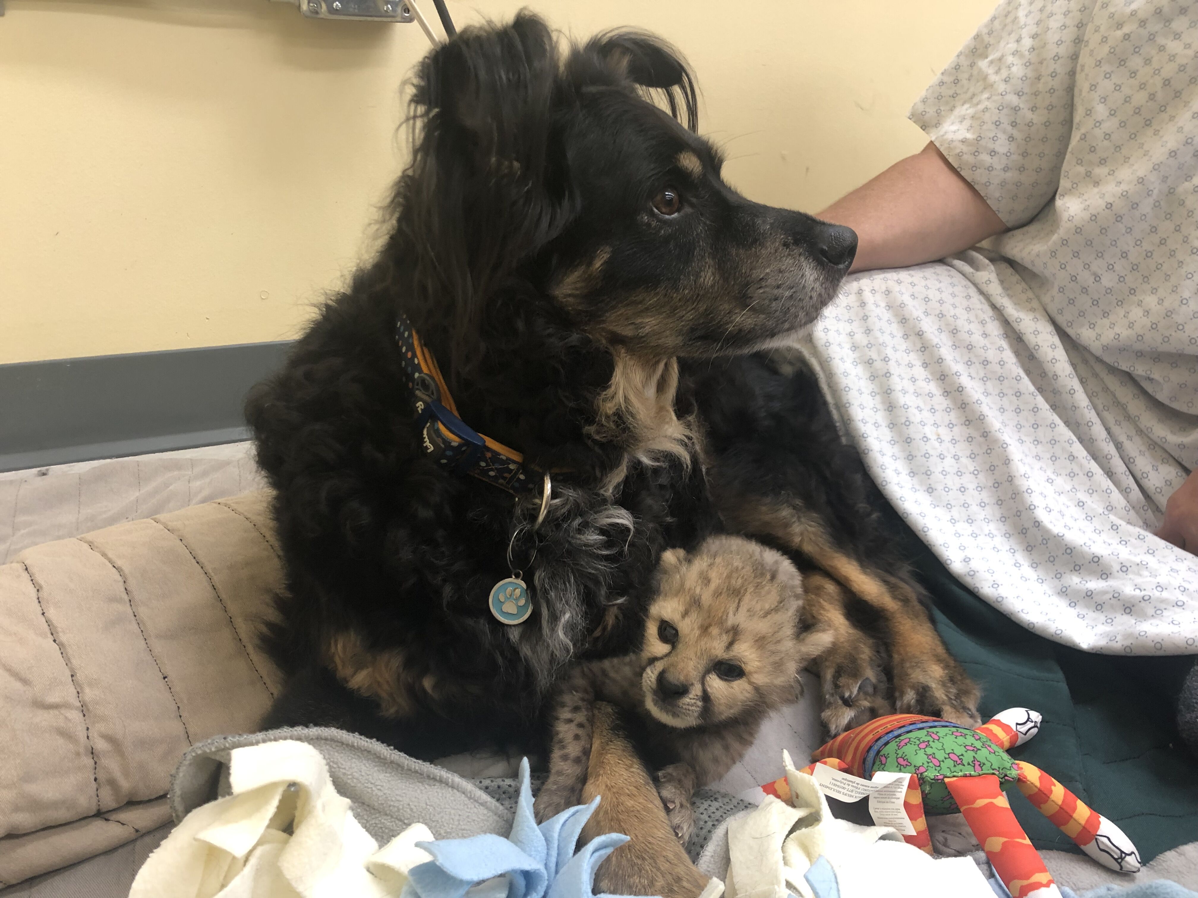 Veteran nanny ‘Blakely’ comes out of retirement to help with baby cheetah at Cincinnati Zoo
