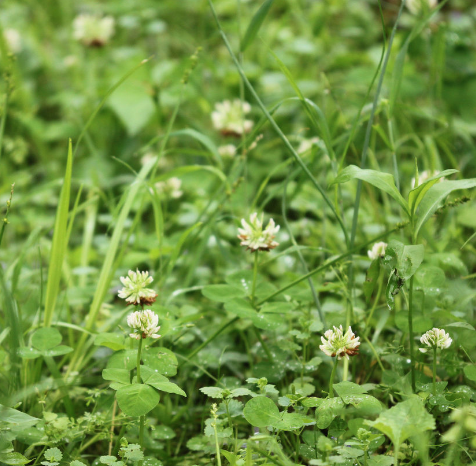 ATLAS OBSCURA: The running buffalo clover, tiny and resilient, may be removed from endangered list
