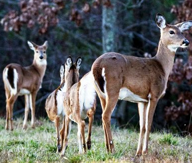 Caution: It’s about to start — the fall deer-vehicle collision season; Kentucky ranks 15th