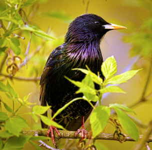 Art Lander’s Outdoors: Common Starling is most reviled of 150 species of birds nesting in Kentucky