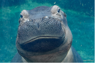 Cincinnati area’s favorite hippo, Fiona, will celebrate her third birthday on Friday — there are parties
