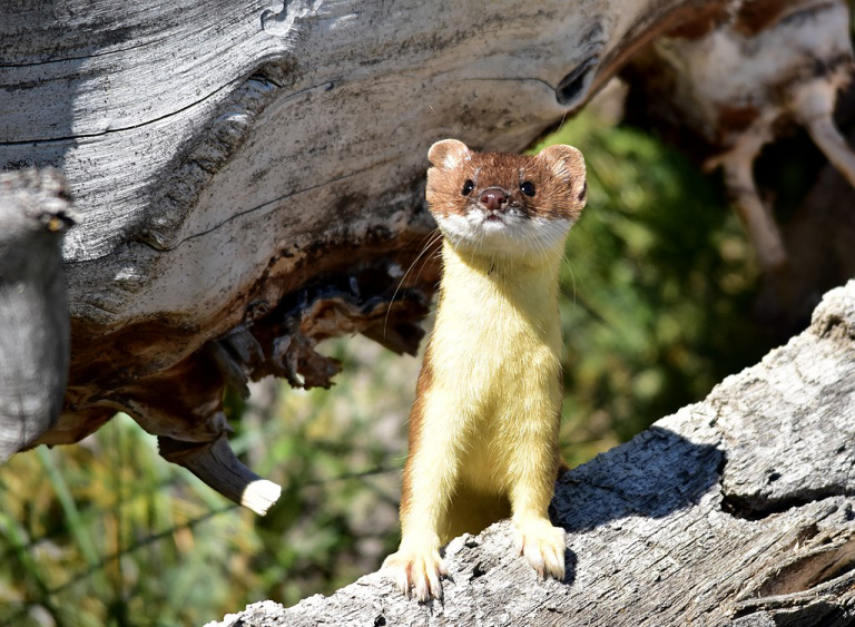 Art Lander's Outdoors The longtailed weasel, a fearless little
