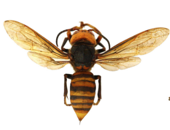 Murder hornets unlikely in Kentucky, says UK entomolgist; giant insects prey on honeybees